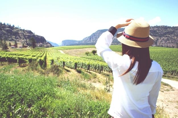 napa wine tour - ilustra├º├úo 2