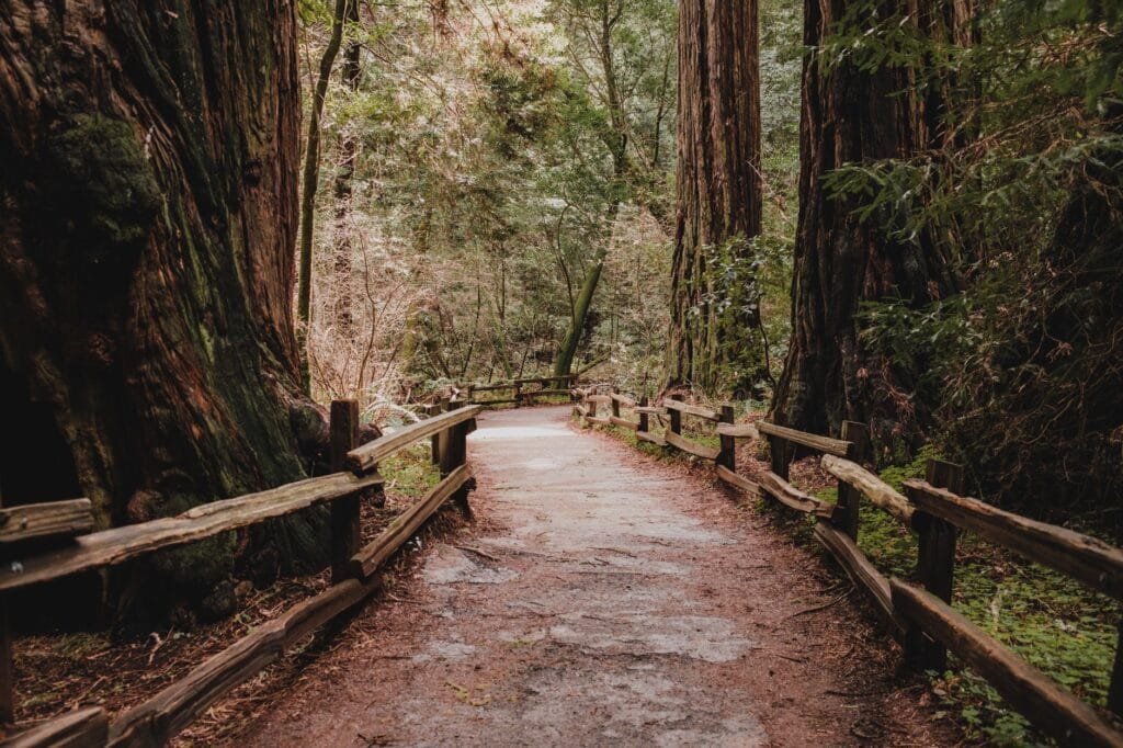 best chauffeur services for family outings in Redwood City